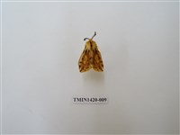 藏品(碎斑黃東燈蛾)的圖片